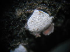 Propolis farinosa