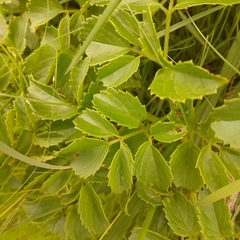 Cyphostemma natalitium