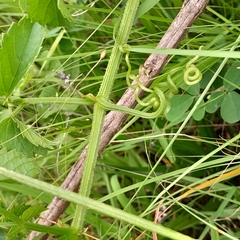 Cyphostemma natalitium