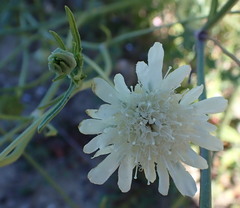 Pycnocomon rutifolium