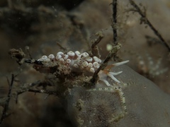 Aeolidioidea