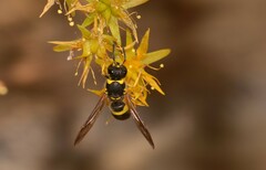 Ancistrocerus longispinosus