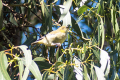 Pardalotus quadragintus