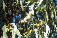 Pardalotus quadragintus