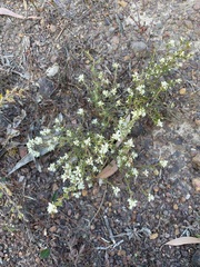 Cryptandra hispidula
