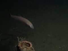 Trachurus novaezelandiae