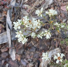 Cryptandra hispidula