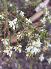Cryptandra hispidula