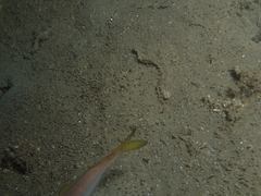 Trachurus novaezelandiae