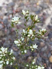 Cryptandra hispidula