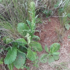 Berkheya setifera