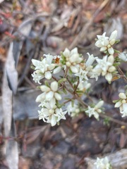 Cryptandra hispidula