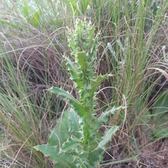 Berkheya setifera