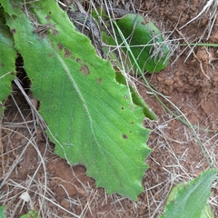 Berkheya setifera