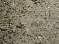 Favonigobius