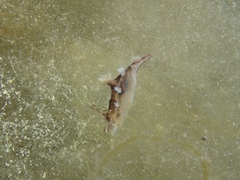 Plocamopherus