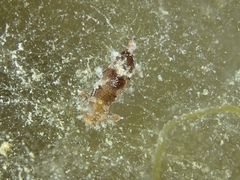 Plocamopherus