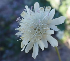 Pycnocomon rutifolium