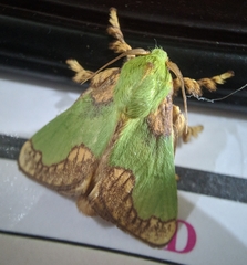 Parasa pastoralis