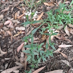 Conostomium natalense