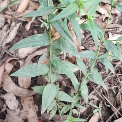 Conostomium natalense