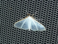 Palpita margaritacea