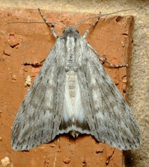 Capusa senilis