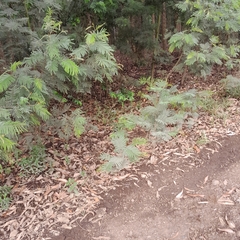 Conostomium natalense