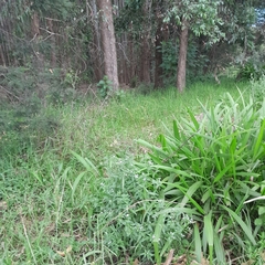 Conostomium natalense