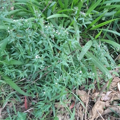 Conostomium natalense