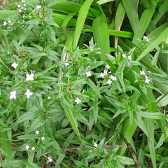 Conostomium natalense