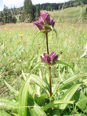 Gentiana pannonica