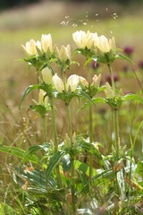 Gentiana pannonica