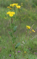 Doronicum austriacum