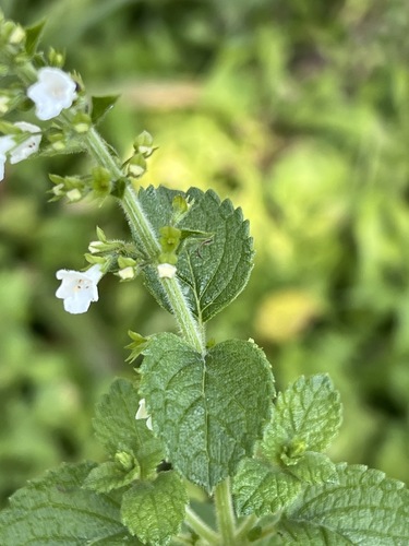 Endostemon obtusifolius image