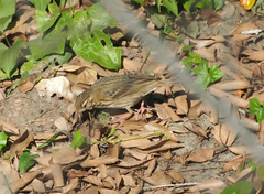 Anthus hodgsoni