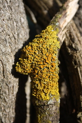 Xanthoria parietina