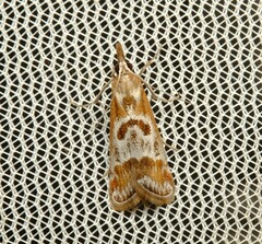 Syntonarcha iriastis