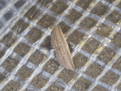 Hyposada hydrocampata
