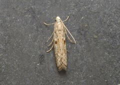 Cryptoblabes hemigypsa