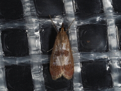 Syntonarcha iriastis