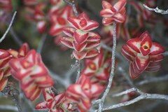 Crassula rupestris