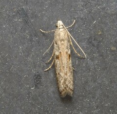 Cryptoblabes hemigypsa