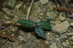 Ardisia violacea