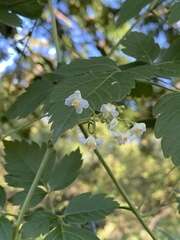 Cardiospermum grandiflorum