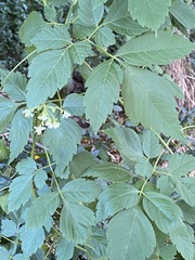 Cardiospermum grandiflorum