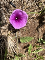 Ipomoea crassipes