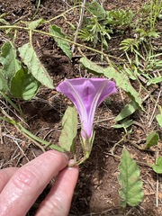 Ipomoea crassipes
