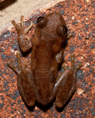 Litoria balatus