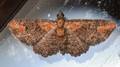 Pasiphilodes testulata